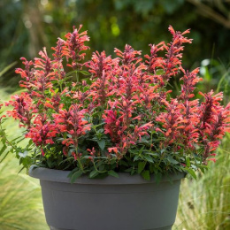 Kłosowiec- Agastache 'Kudos Coral' ® (p9)