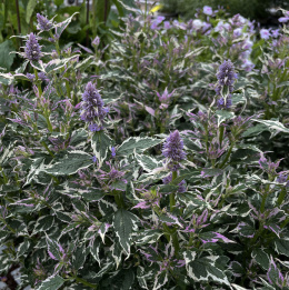 Kłosowiec- Agastache 'Crazy Fortune' ® (p9)