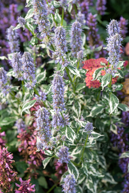 Kłosowiec- Agastache 'Crazy Fortune' ®