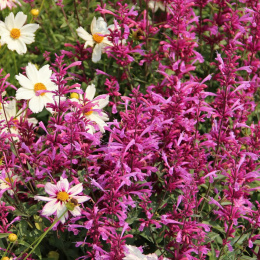 Kłosowiec- Agastache 'Rosie Posie' ® (p9)