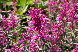 Kłosowiec- Agastache 'Rosie Posie' ®