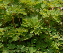 Kokorycz- Corydalis elata 'Spinners' (p9)