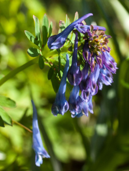 Kokorycz- Corydalis elata 'Spinners' (p9)