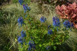 Kokorycz- Corydalis elata 'Spinners' (W)