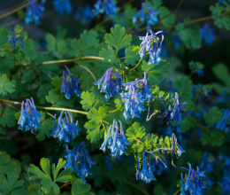 Kokorycz- Corydalis elata 'Spinners'