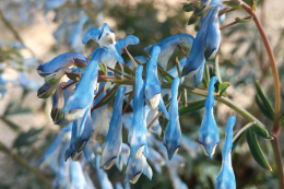 Kokorycz- Corydalis 'Porcelain Blue'