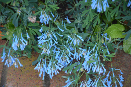 Kokorycz- Corydalis 'Porcelain Blue'