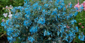 Kokorycz- Corydalis 'Porcelain Blue'