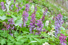 Kokorycz pusta- Corydalis cava