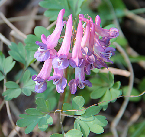 Kokorycz pusta- Corydalis cava