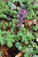 Kokorycz pusta- Corydalis cava