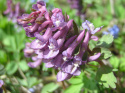 Kokorycz pusta- Corydalis cava