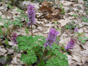 Kokorycz pusta- Corydalis cava