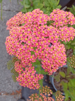 Krwawnik- Achillea 'Tutti Frutti Pineapple Mango' ®