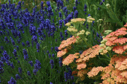 Krwawnik- Achillea 'Tutti Frutti Pineapple Mango' ®