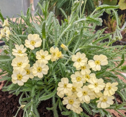 Krwawnik- Achillea lewisii 'King Edward'