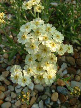 Krwawnik- Achillea lewisii 'King Edward' (p9)