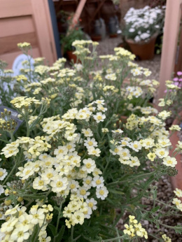 Krwawnik- Achillea lewisii 'King Edward' (p9)