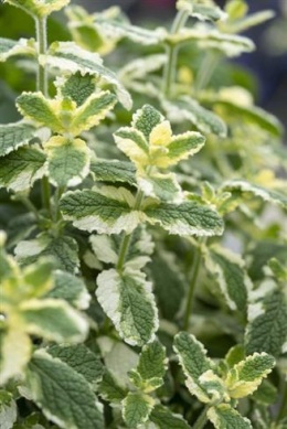 Mięta okrągłolistna- Mentha rotundifolia 'Variegata' (GK)