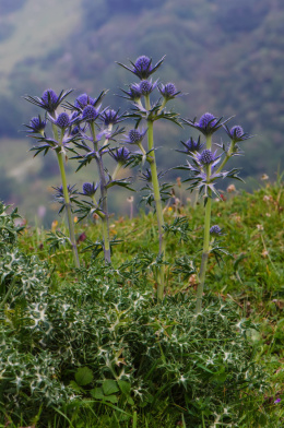 Mikołajek iberyjski- Eryngium bourgatii (p9)