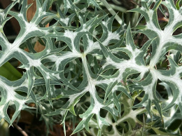 Mikołajek iberyjski- Eryngium bourgatii