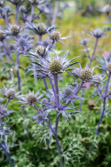 Mikołajek iberyjski- Eryngium bourgatii