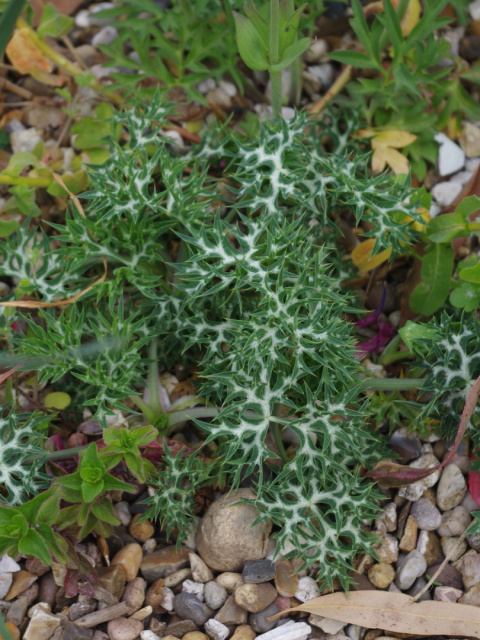 Mikołajek iberyjski- Eryngium bourgatii Mikołajek iberyjski- Eryngium bourgatii