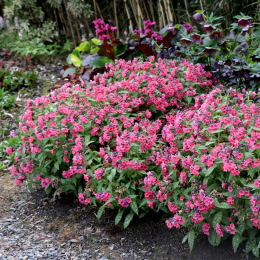 Miodunka- Pulmonaria 'Shrimps on the Barbie'