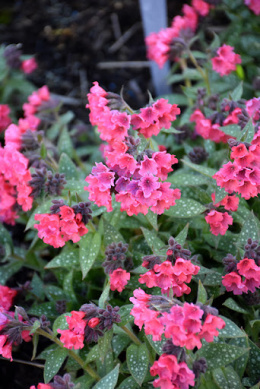 Miodunka- Pulmonaria 'Shrimps on the Barbie'