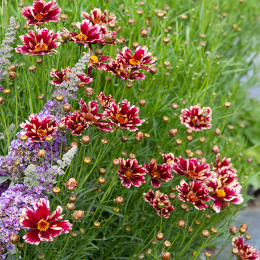 Nachyłek- Coreopsis 'Ruby Frost'