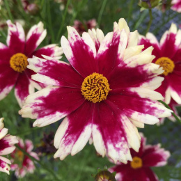 Nachyłek- Coreopsis 'Ruby Frost'