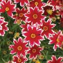 Nachyłek- Coreopsis 'Ruby Frost'