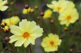 Nachyłek- Coreopsis 'Full Moon'