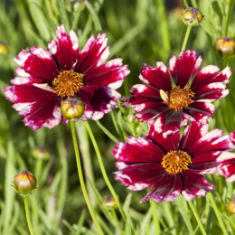 Nachyłek- Coreopsis 'Ruby Frost' (p9)