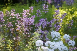 Penstemon naparstnicowy- Penstemon digitllis 'Pocahontas'