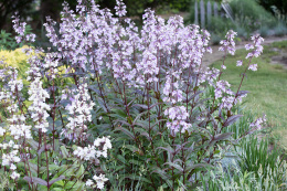 Penstemon naparstnicowy- Penstemon digitllis 'Pocahontas'