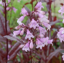 Penstemon naparstnicowy- Penstemon digitllis 'Pocahontas'