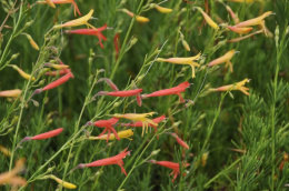 Penstemon sosnowaty- Penstemon pinifolius 'Shades of Mango'