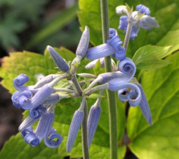 Powojnik Bonstedta- Clematis bonstedtii 'Crepuscule' (p9)