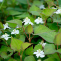 Tułacz pstry- Houttuynia cordata 'Plena'