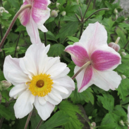 Zawilec- Anemone 'Dainty Swan' (p9)