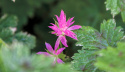 Bodziszek oksfordzki- Geranium oxonianum 'Sue Cox' (p9)