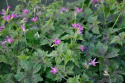 Bodziszek oksfordzki- Geranium oxonianum 'Sue Cox' (p9)