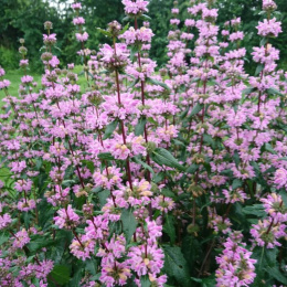 Żeleźniak bulwiasty- Phlomis tuberosa 'Amazone' (p9)