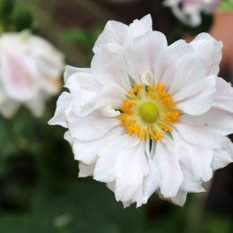 Zawilec- Anemone 'Whirlwind'