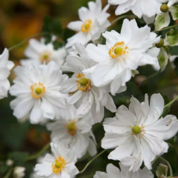 Zawilec- Anemone 'Whirlwind'