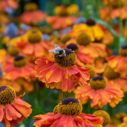 Dzielżan- Helenium 'Sahin's Early Flowerer' (p9)