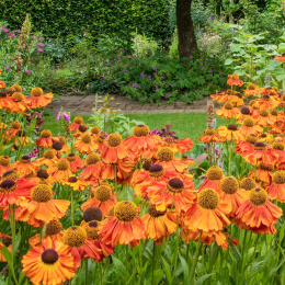 Dzielżan- Helenium 'Sahin's Early Flowerer' (p9)