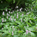 Rdest wężownik- Persicaria bistorta 'Superba' (p9)