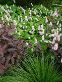 Rdest wężownik- Persicaria bistorta 'Superba' (p9)